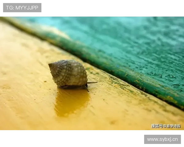 在雪道中成长探索速度与平衡的奥秘我的滑雪训练心得分享